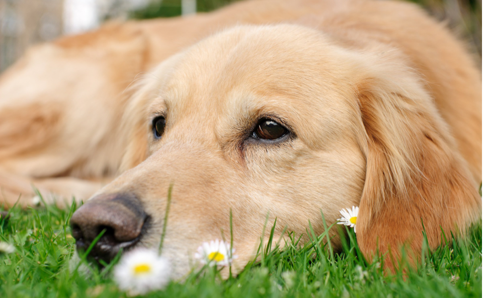 how-to-help-your-dog-with-seasonal-allergies-pointpet