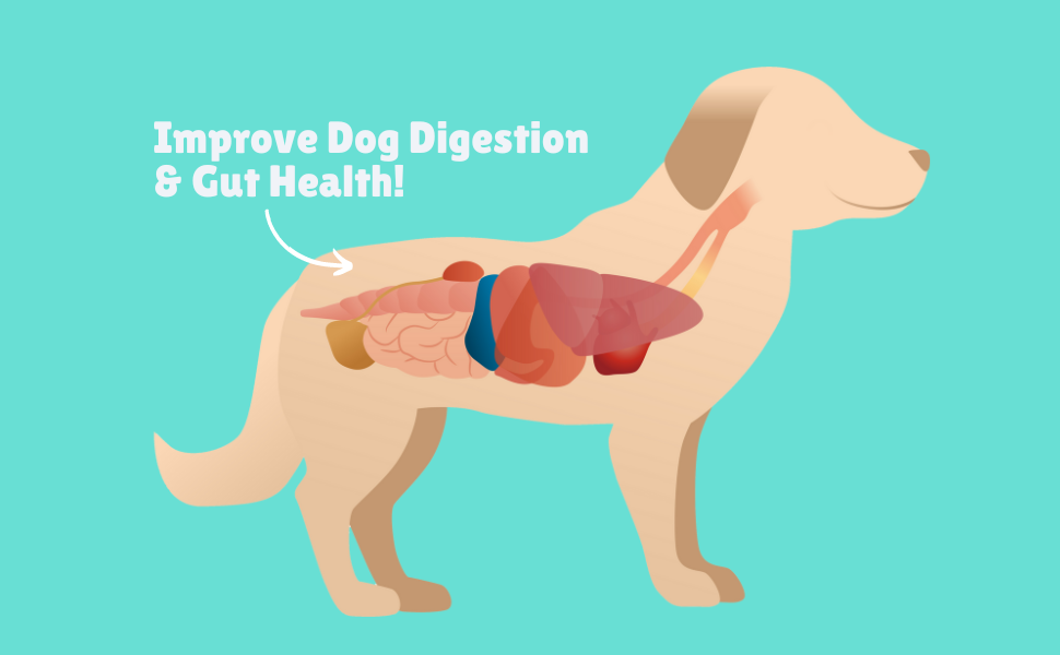 how can i improve my dogs digestion