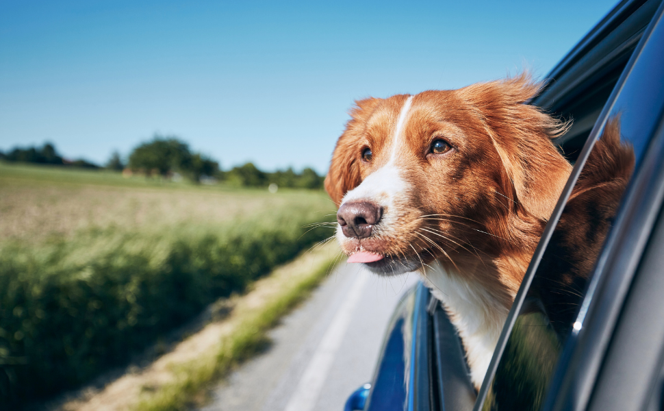 Everything You Need For A Road Trip With Dogs: Dog Travel